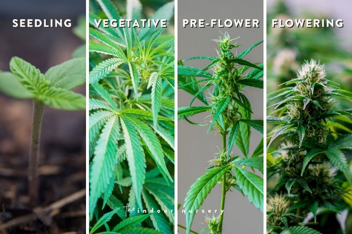 weed darknet market