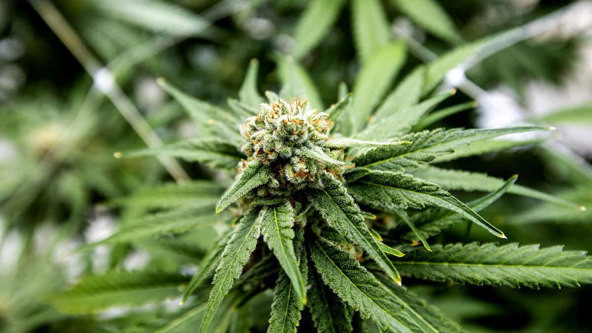 weed darknet market