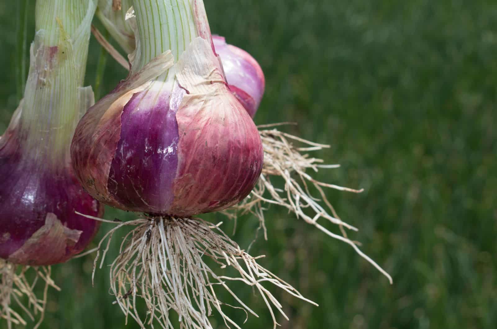 onion directory